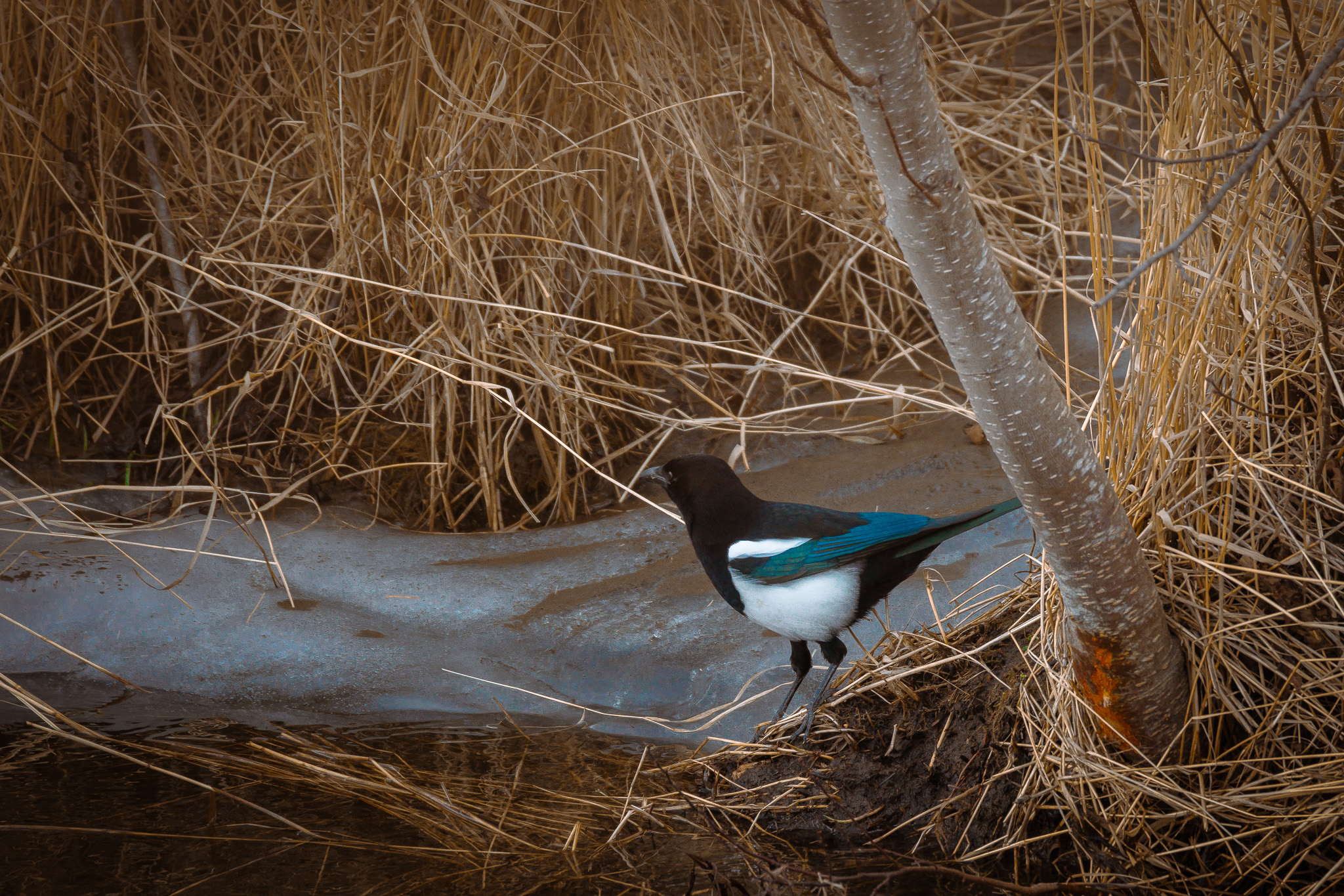 Wildlife