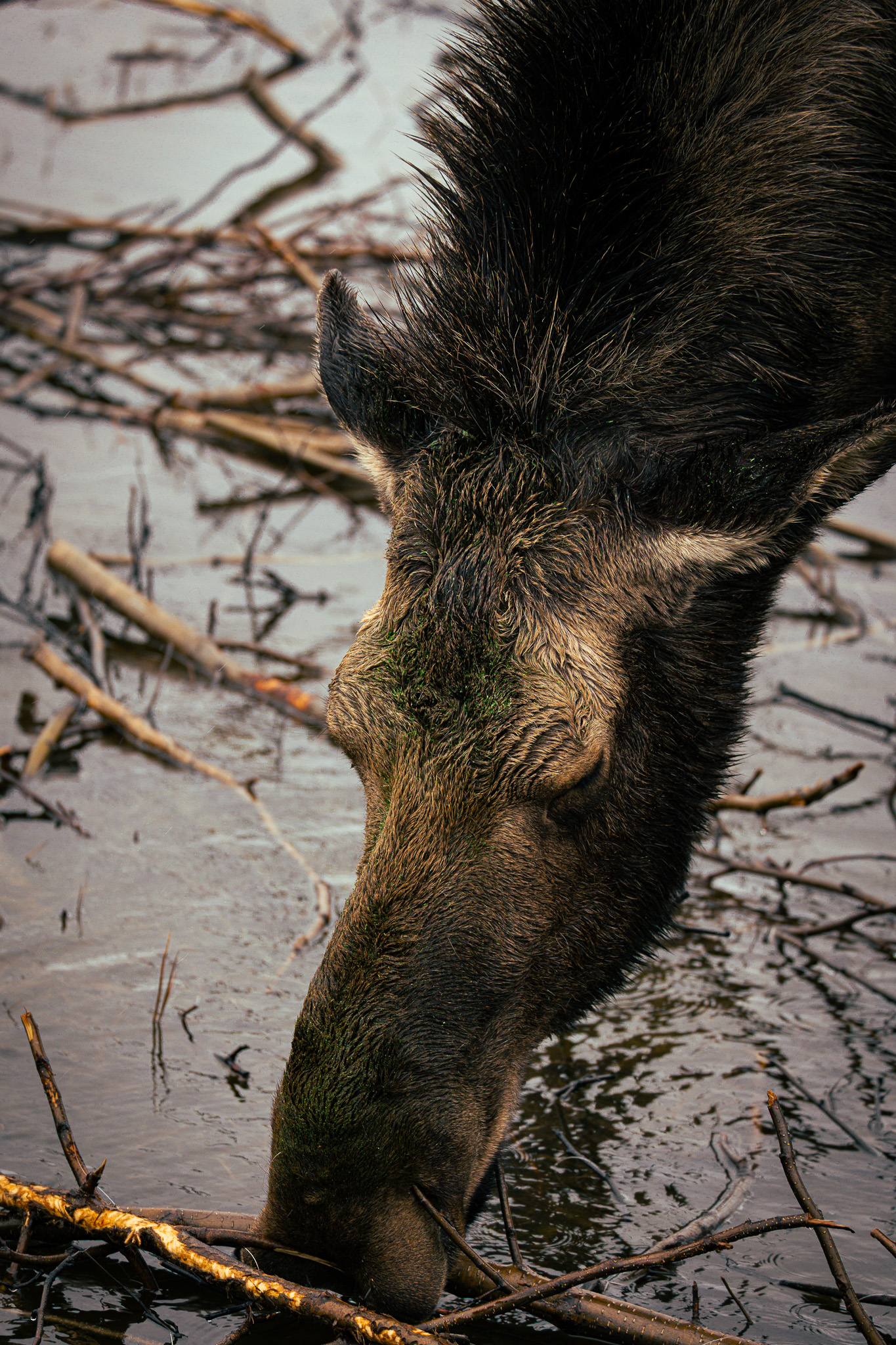 Wildlife