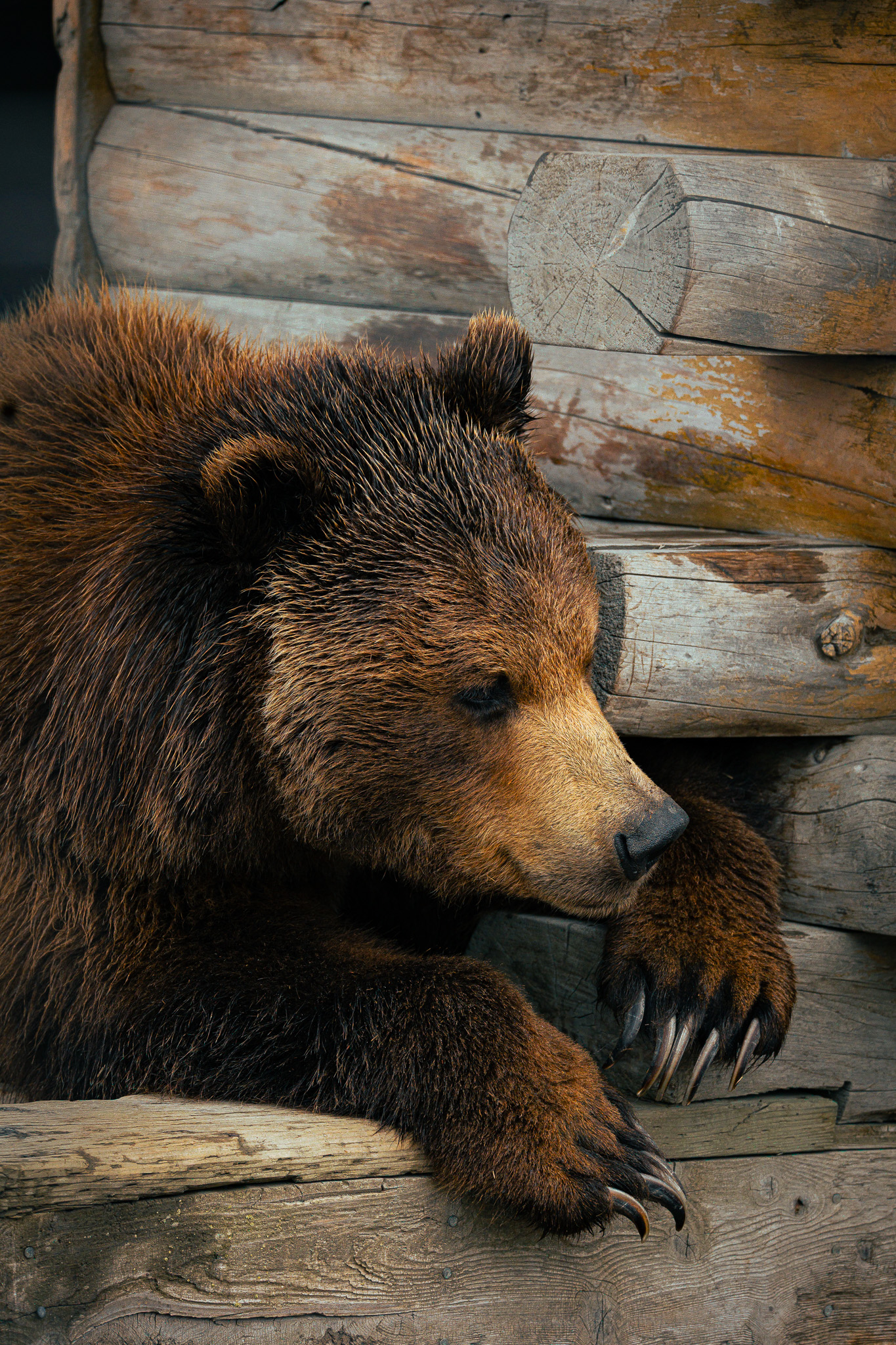 Wildlife